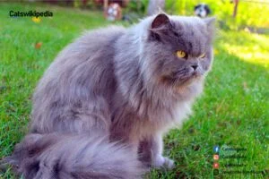 Blue Persian cat