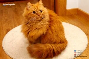 Orange Persian Cat