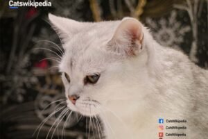 Cat Burmilla