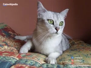 Burmilla Cat Breed