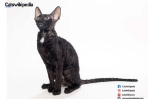BLACK CORNISH REX