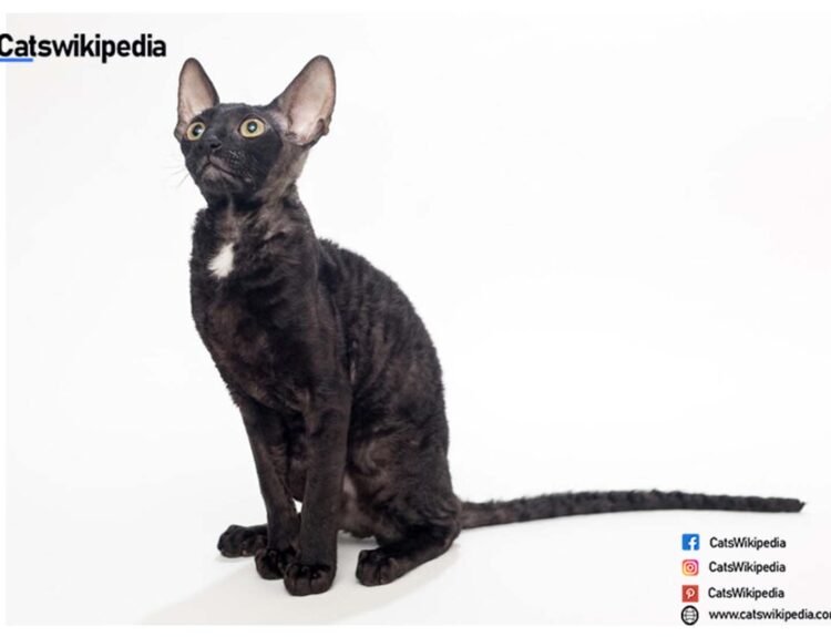 Black Cornish Rex