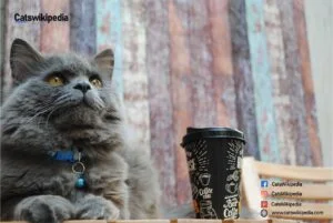 Grey Persian Cat