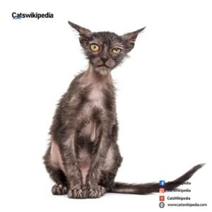 LYKOI-CAT