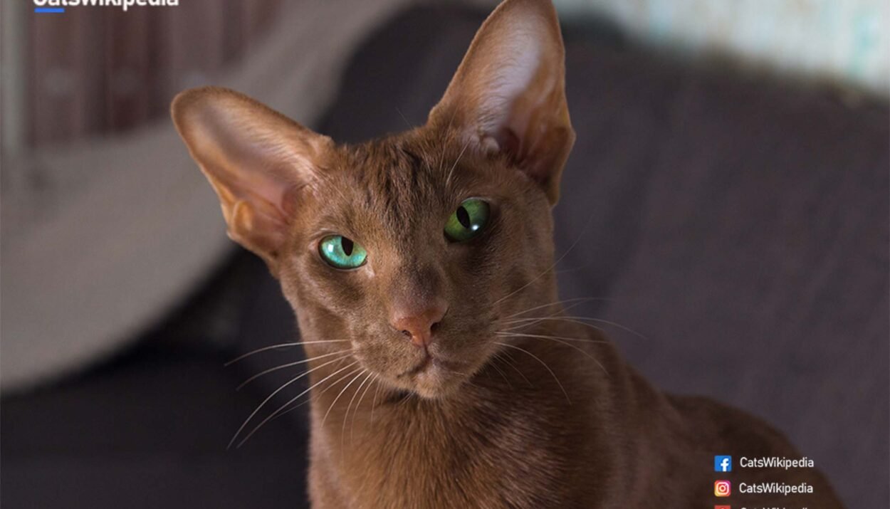 Havana-Brown-Cat