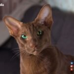 Havana-Brown-Cat