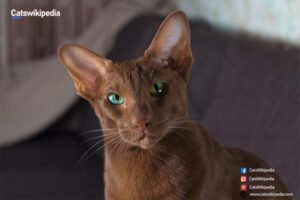 HAVANA-BROWN-CAT