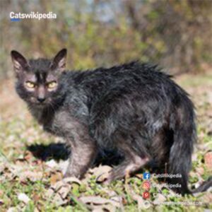 LYKOI CAT BREED LYKOI-CAT-BREED