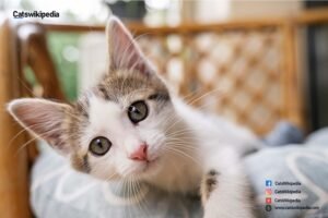 American wirehair grey and white cat breeds