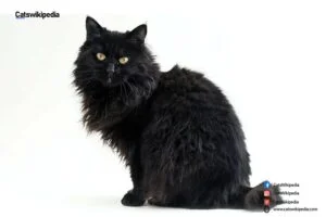 Black Persian cat