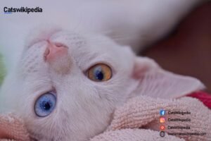 KHAO MANEE CAT