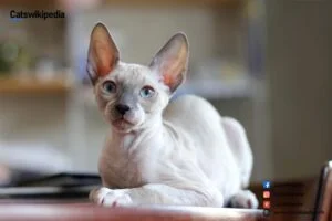 Cornish Rex
