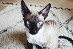 CORNISH REX CAT
