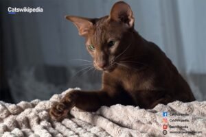 HAVANA-BROWN-KITTENS