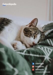 American Wirehair characteristics