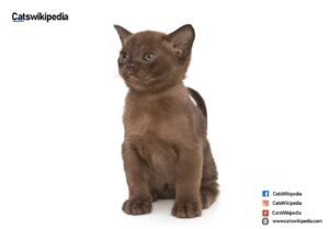 HAVANA BROWN CATS