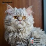 American Wirehair