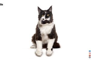  BLACK AND WHITE MAINE COON
