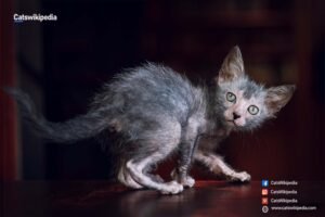 LYKOI CAT BREED LYKOI-CAT-BREED