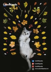 Burmilla Burmilla