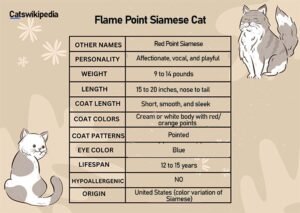 FLAME POINT SIAMESE FLAME-POINT-SIAMESE