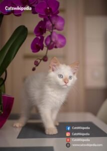 FLAME POINT SIAMESE FLAME-POINT-SIAMESE