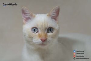 FLAME POINT SIAMESE