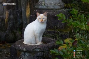 SIAMESE CAT FLAME POINT SIAMES-CAT-FLAME-POINT