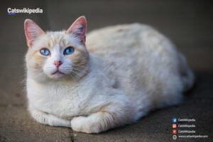 SIAMESE CAT FLAME POINT