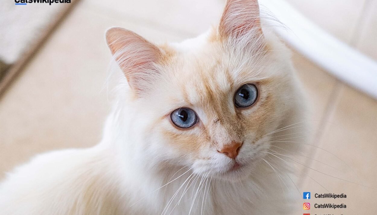 FLUFFY-FLAME-POINT-SIAMESE