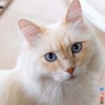 FLUFFY-FLAME-POINT-SIAMESE