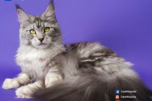MAINE COON BENGAL MIX