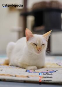 FLAME POINT SIAMESE KITTEN FLAME-POINT-SIAMESE-KITTEN