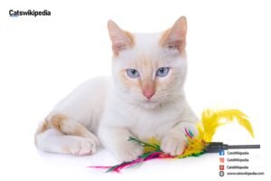 SIAMESE CAT FLAME POINT