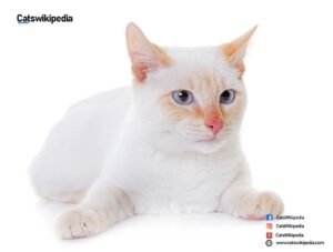 FLAME POINT SIAMESE FLAME-POINT-SIAMESE