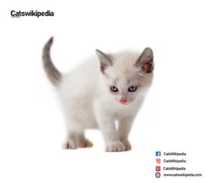 FLAME POINT SIAMESE KITTEN