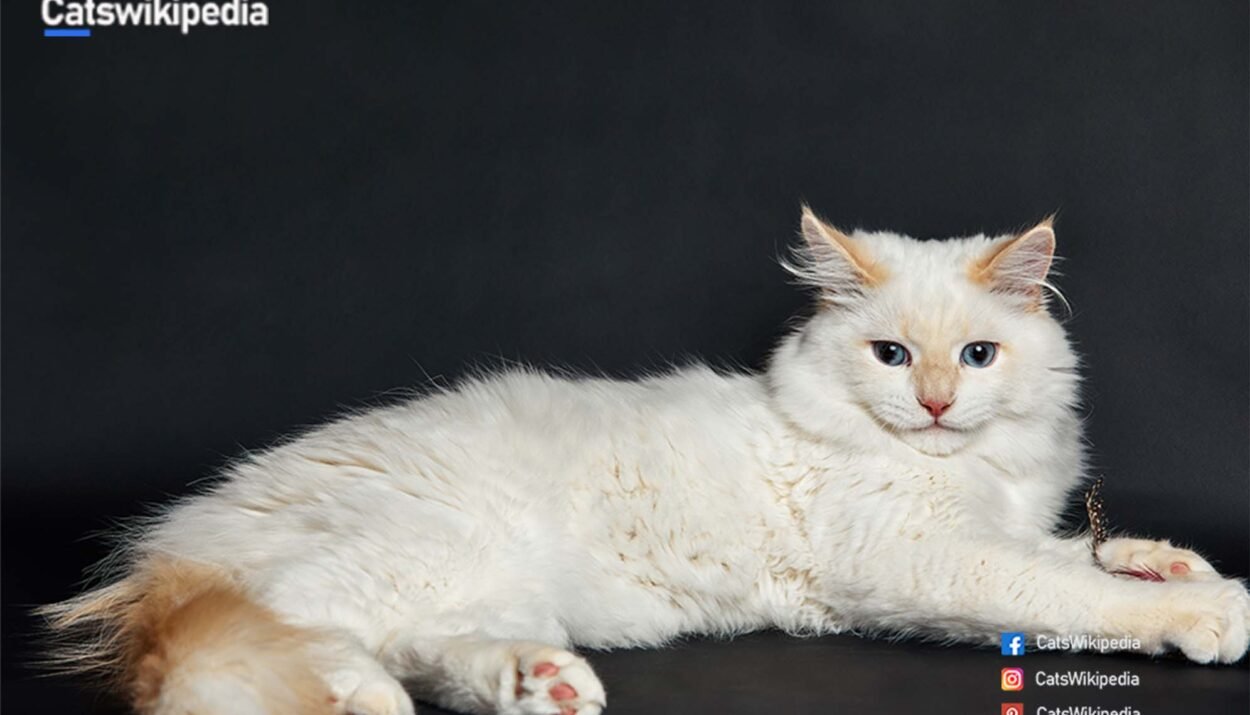 FLAME-POINT-SIAMESE-LONG-HAIR