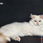 FLAME-POINT-SIAMESE-LONG-HAIR