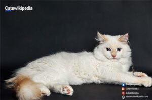 FLAME POINT SIAMESE LONG HAIR