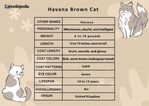 havana brown HAVANA-BROWN