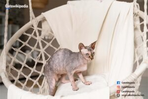 CORNISH REX CATS