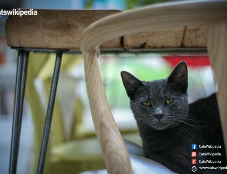 Korat Thailand