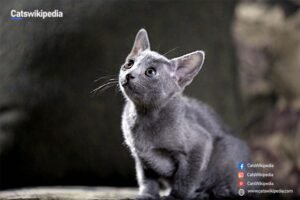 Korat Kitten