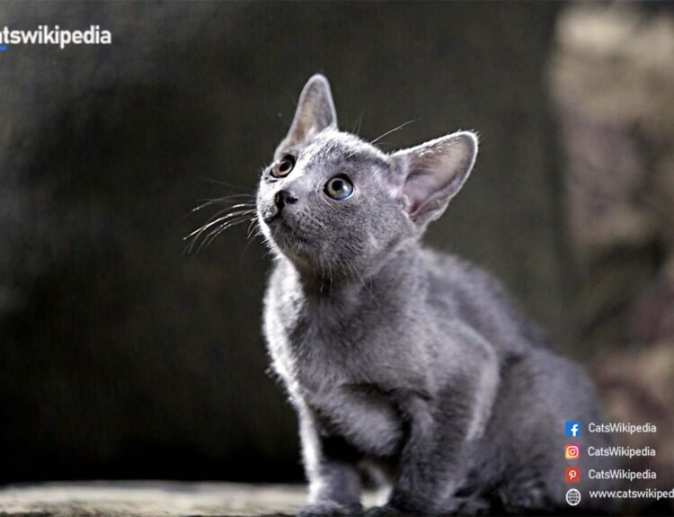 Korat Kitten