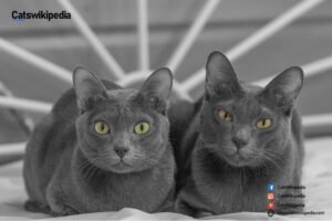 Korat-vs.-Russian-Blue