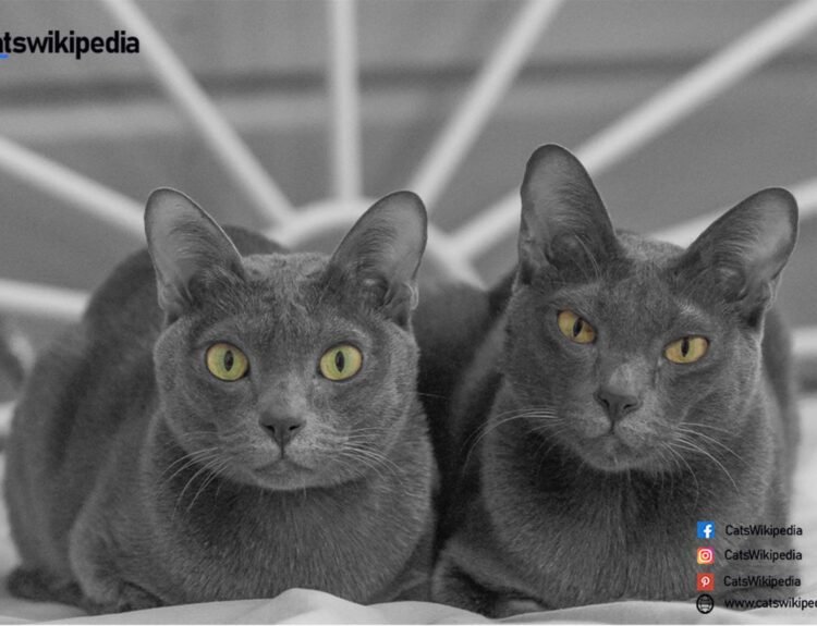 Korat-vs.-Russian-Blue